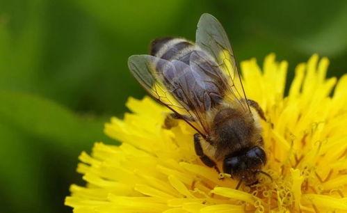 蜜蜂吃瓜娱乐,揭秘甜蜜背后的趣味世界  第2张