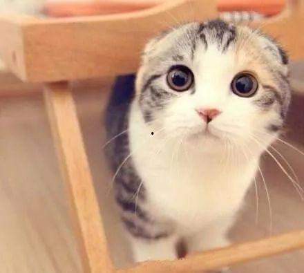 娱乐吃瓜君七七和折耳猫,娱乐圈的甜蜜邂逅  第3张